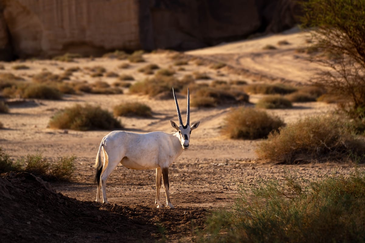 Sharaan Nature